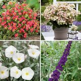 Winter Shrubs