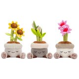Potted Plants Flowers Box Image