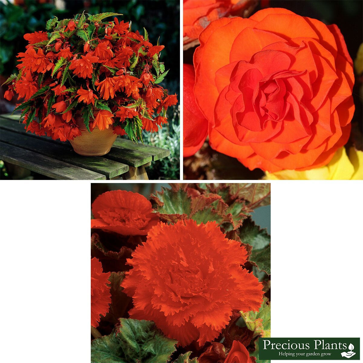 Orange Begonia Collection, 30 Tubers Costco UK