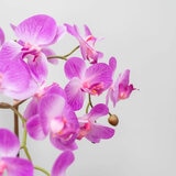 Artificial Orchid in Ceramic Pot in 2 Colours