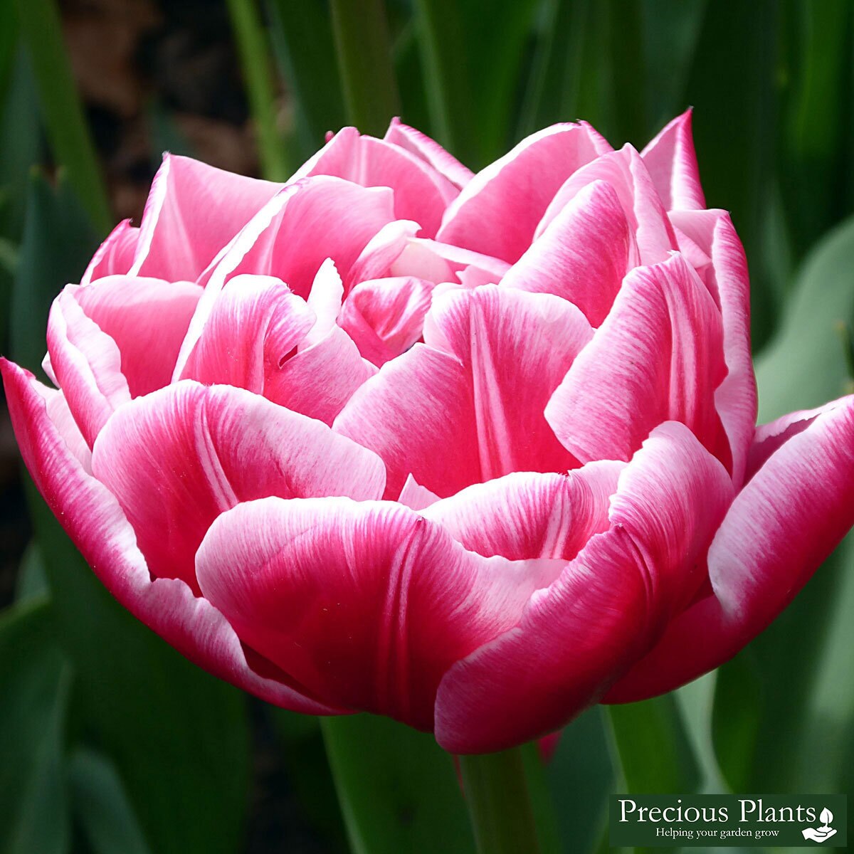 DoubleFlowered Tulip Columbus, 50 Bulbs Costco UK