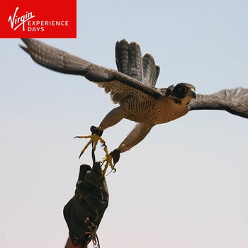 Virgin Experience Days Introductory Falconry 