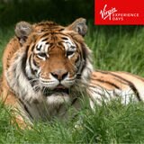 Buy Virgin Experience Big Cat Encounter Image2 at Costco.co.uk