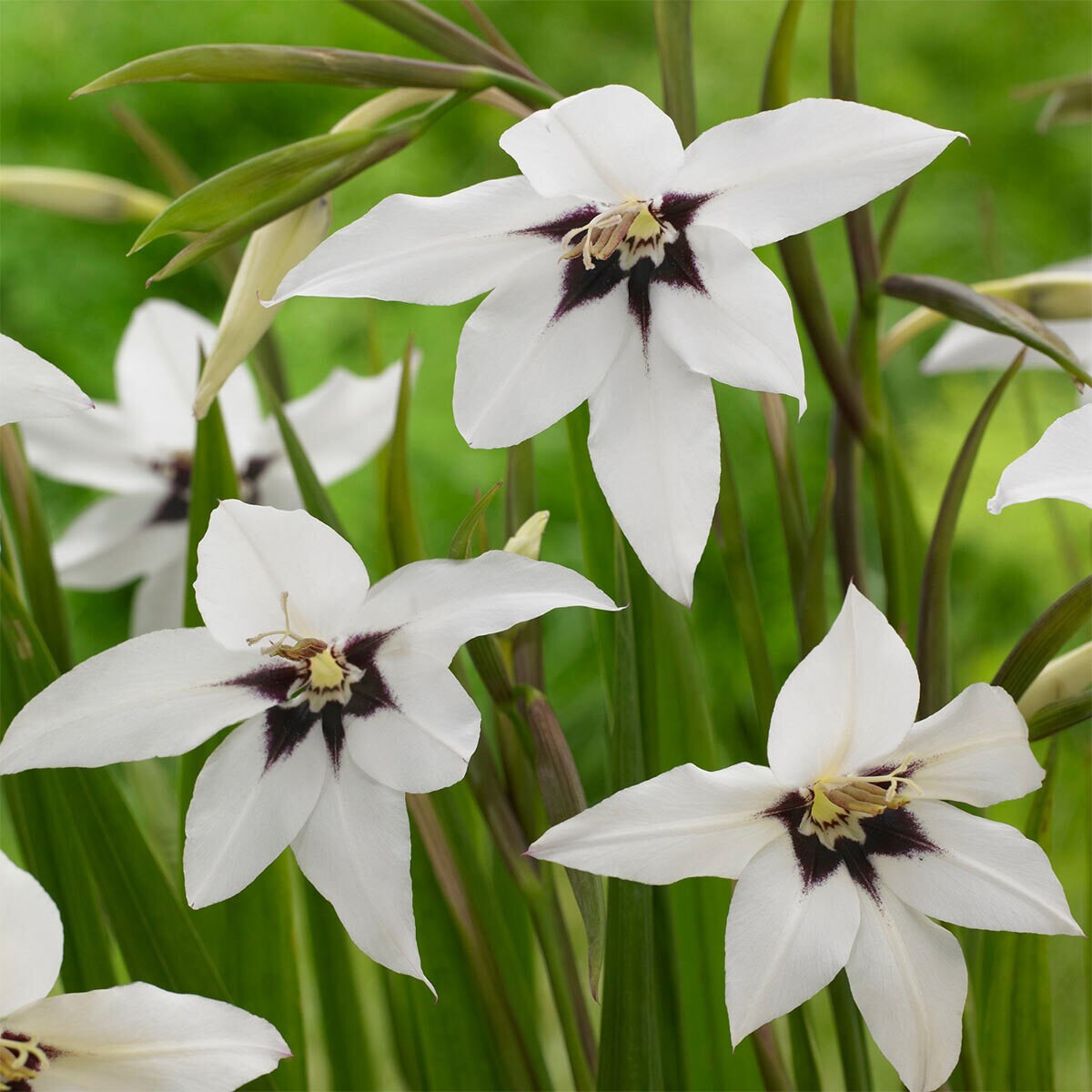 Fragrant Flower Garden Collection, 58 Bulbs Costco UK