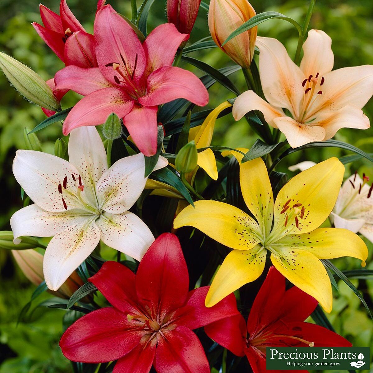 Mixed Asiatic Lily, 50 Bulbs Costco UK
