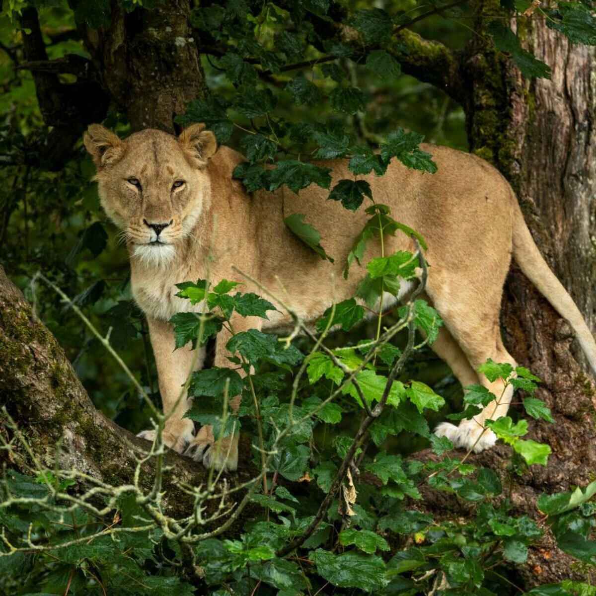 Virgin Experience Days Longleat Lion VIP Encounter with Park Admission For Two