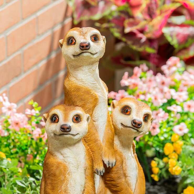 Meerkat