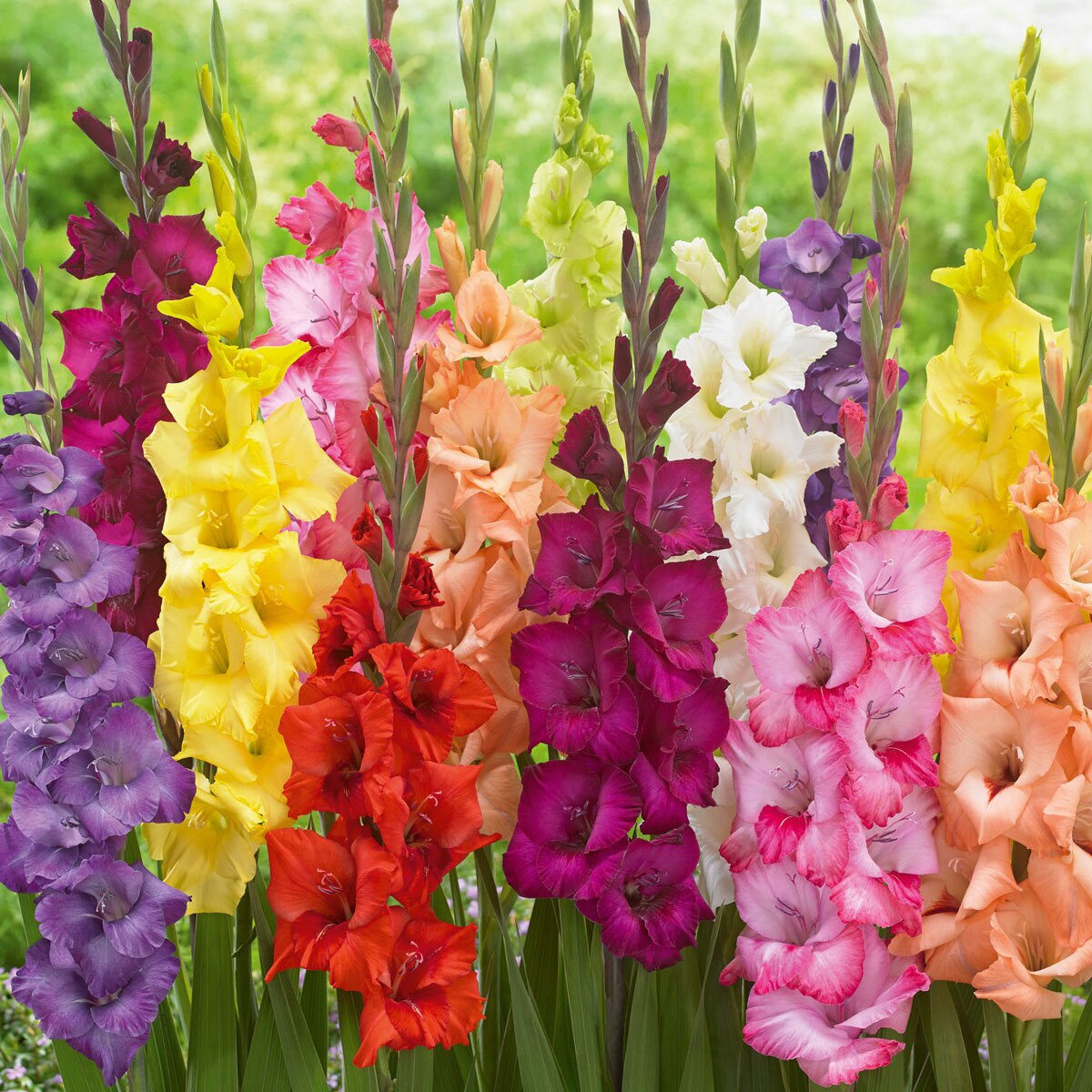 Large Flowering Gladiolus Collection, 90 Bulbs Costco UK
