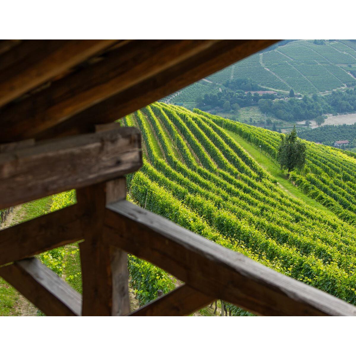 Tenuta Cucco Barolo del Comune di Serralunga d'Alba 2019, 75cl