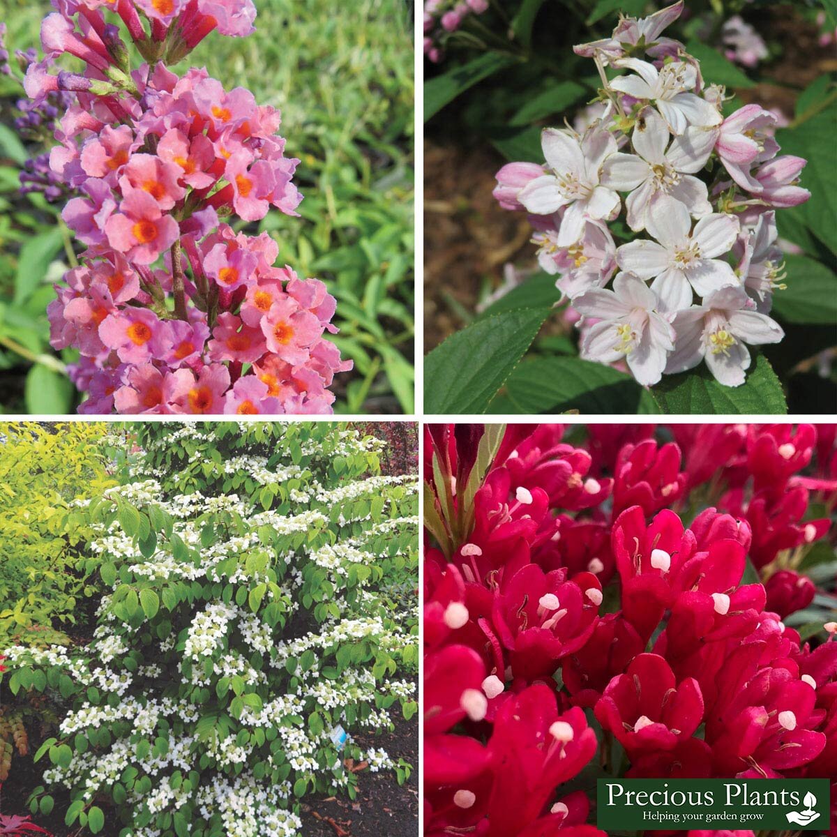 Floral Delight Shrub Collection, 12 Pots Costco UK