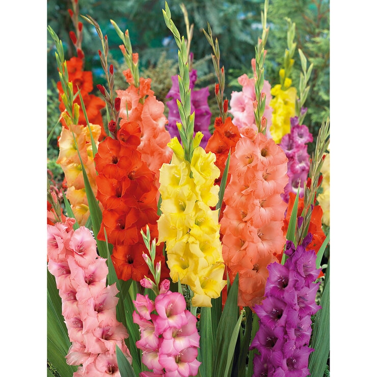 Mixed Gladioli, 90 Bulbs Mixed Gladioli, 90 Bulbs