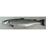 Loch Fyne Fresh Whole Salmon, 3kg 