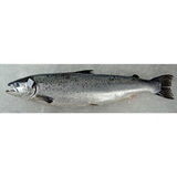 Loch Fyne Fresh Whole Salmon, 3kg