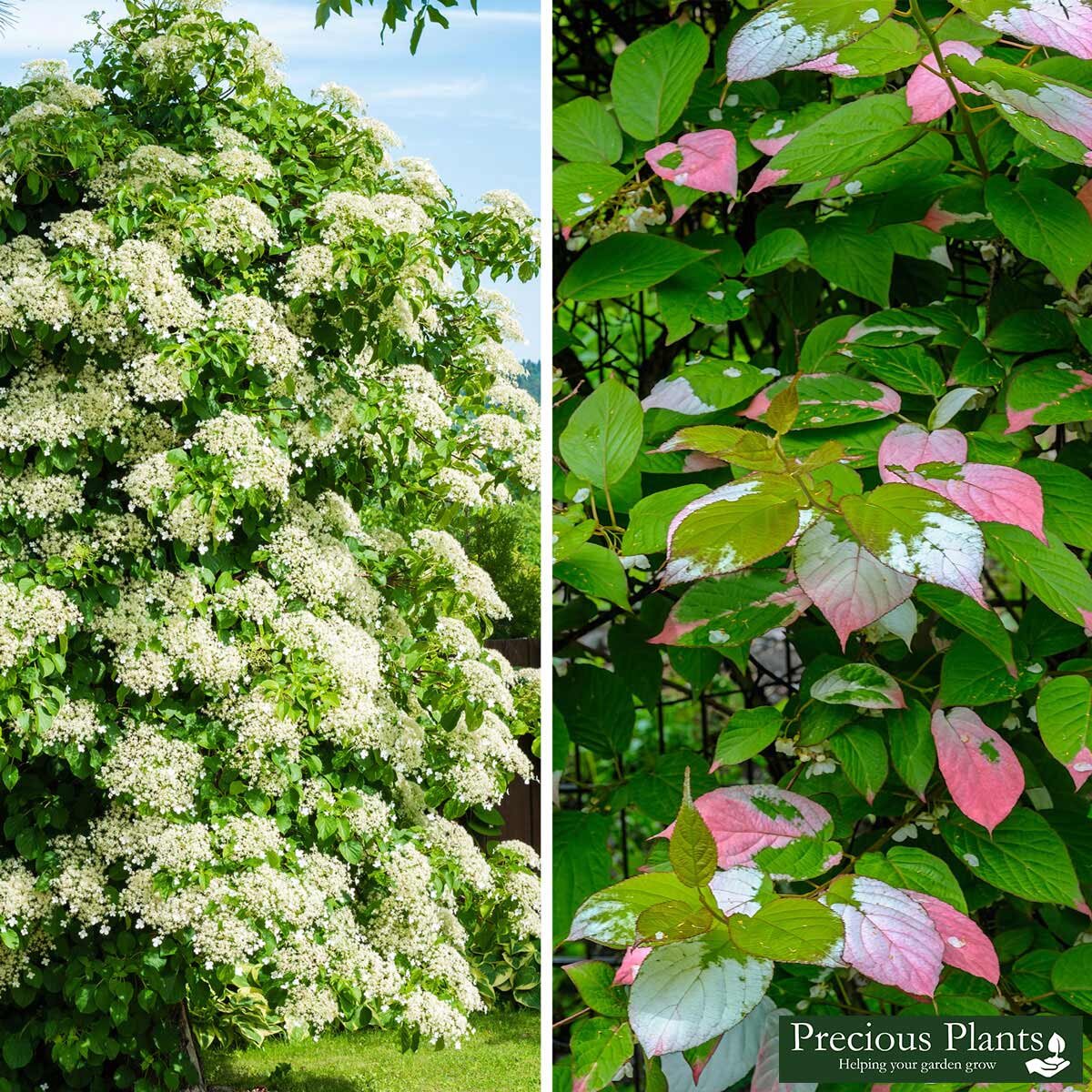 Climbing Shrubs Duo, 6 Pots Costco UK