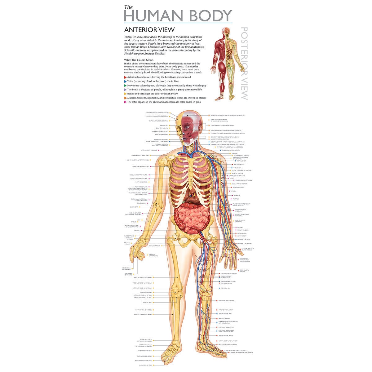 image of Human body with desriptions