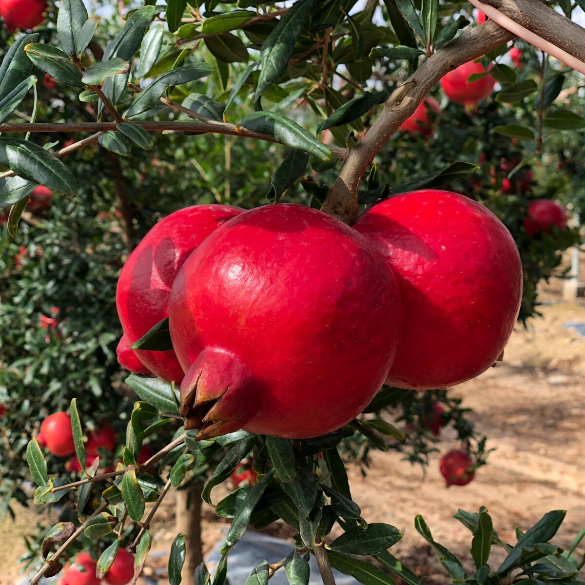 Image of Pomegranate on a tree