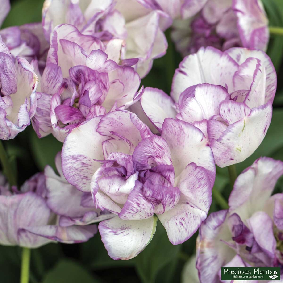Tulip Shirley Double, 50 Bulbs Costco UK