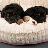 Scruffs Ellen Donut Medium Pet Bed, 55cm - Pink
