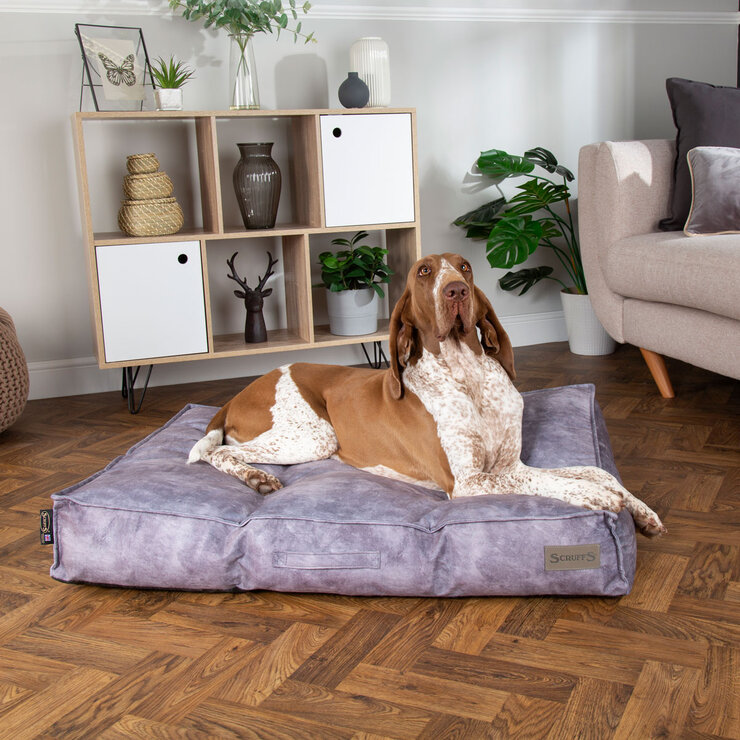 Dog sitting on grey dog mattress Dog sitting on grey dog mattress