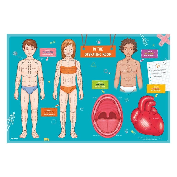 Human Body