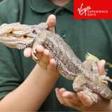 Buy Virgin Experience Junior Animal Keeper Experience Image2 at Costco.co.uk