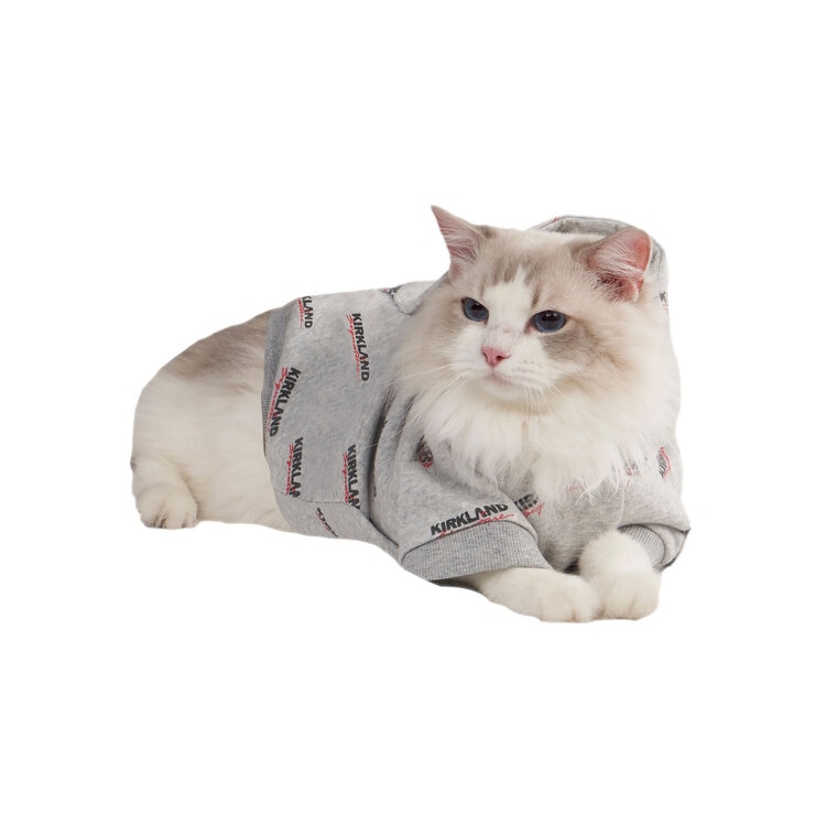 White Cat in Grey Hoodie
