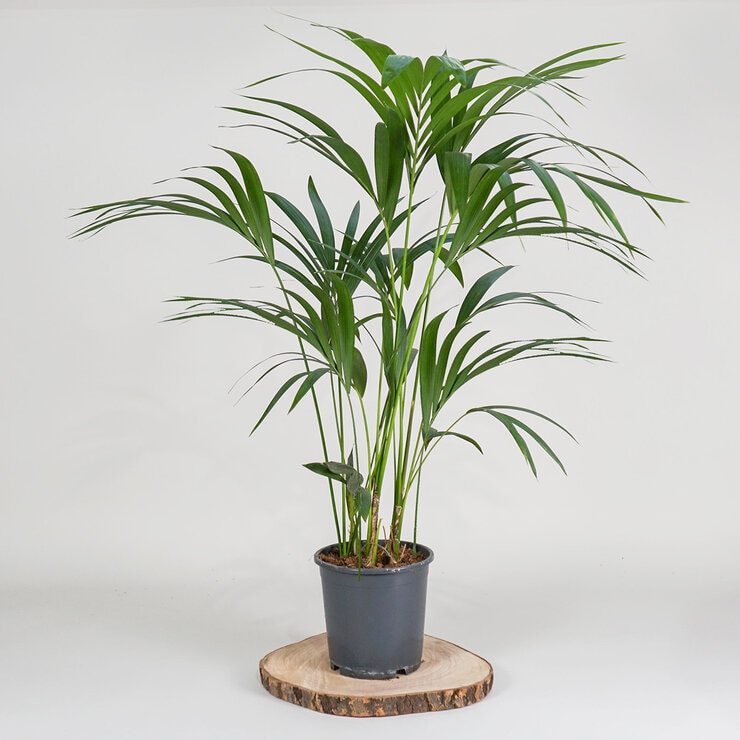 1x 4ltr pot