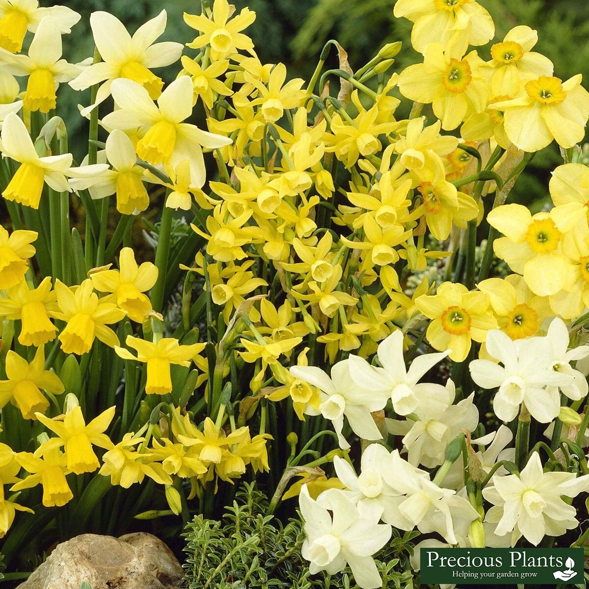 Narcissus Mixed Species Daffodils, 180 Bulbs Costco UK