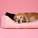Dog Lying in Bed