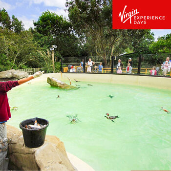 Virgin Experience Days Penguin Feeding Experience at Drusillas Park For One Person (6 Years +)