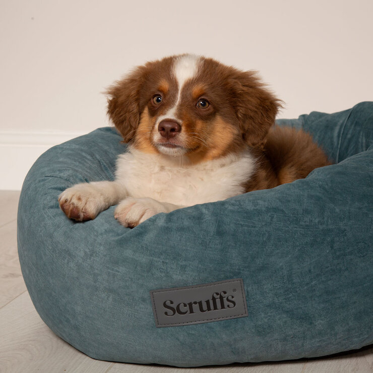 Dog on Teal Bed Dog on Teal Bed
