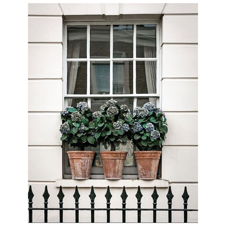 Image of a window in London with plants beneath