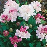 Rhododendron Dreamland