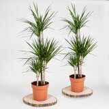 2x 4ltr pots