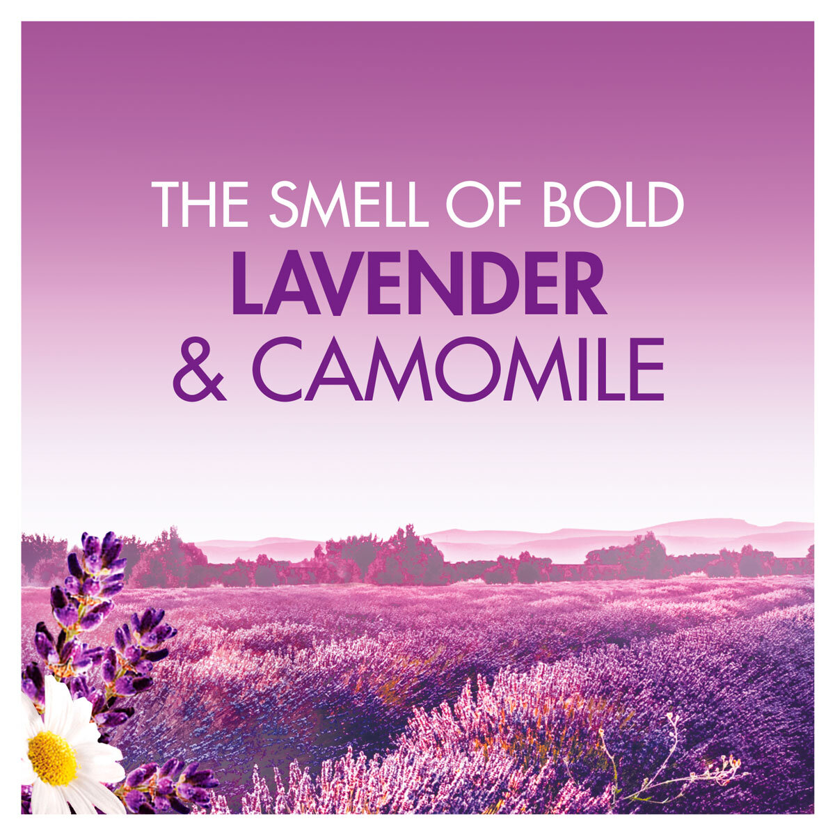 Lavender & Camomile Scent