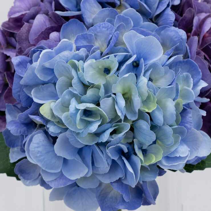 Hydrangea in Vase Blue_CloseUp Hydrangea in Vase Blue_CloseUp