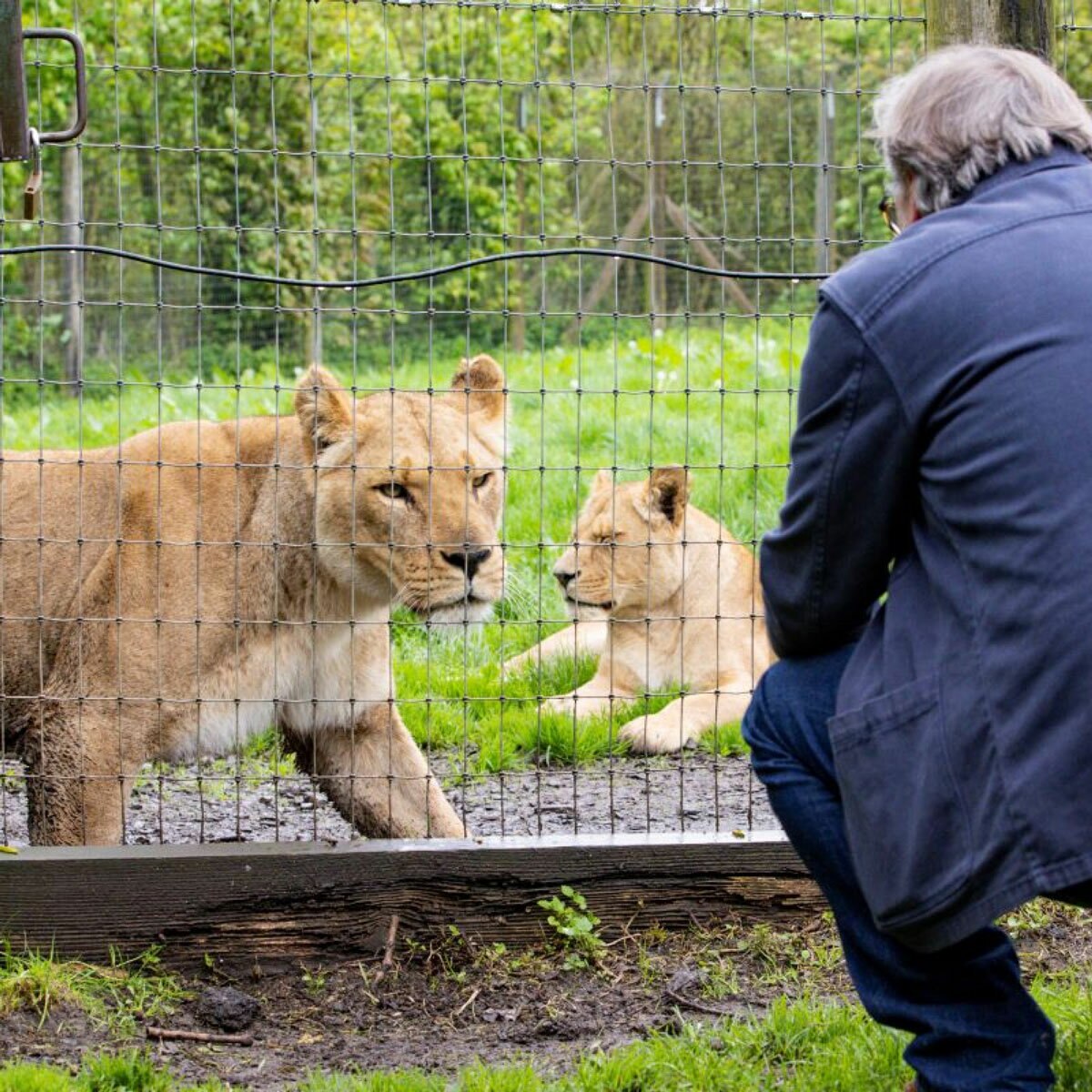 Virgin Experience Days Longleat Lion VIP Encounter with Park Admission For Two
