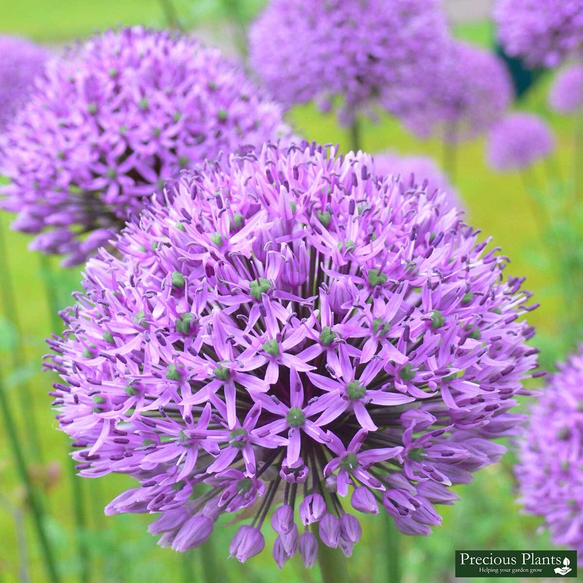 Allium Purple Sensations, 50 Bulbs Costco UK
