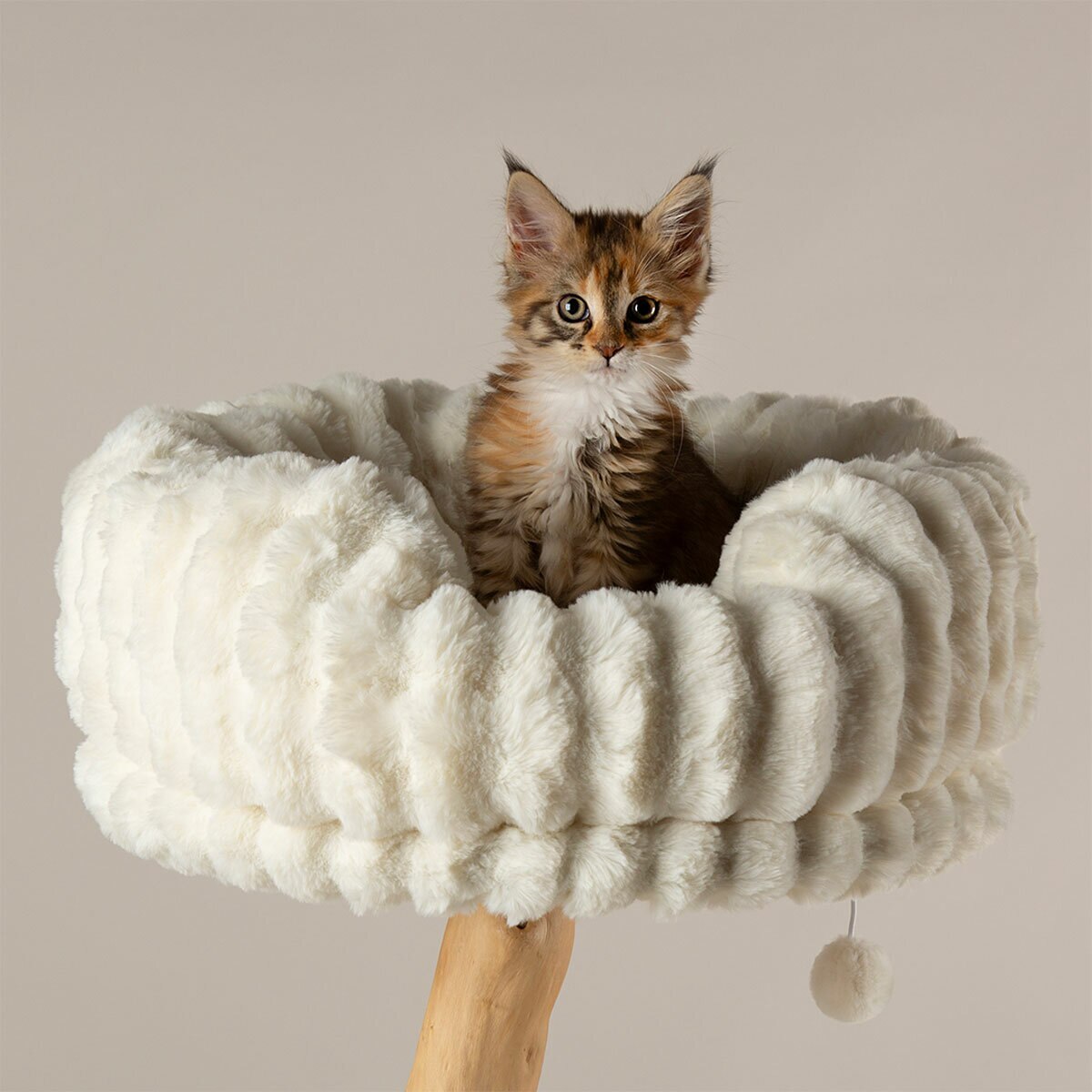 Cat Perching Cat Perching