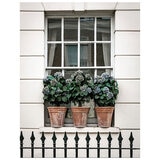 Image of a window in London with plants beneath