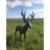 Lifesize Stag