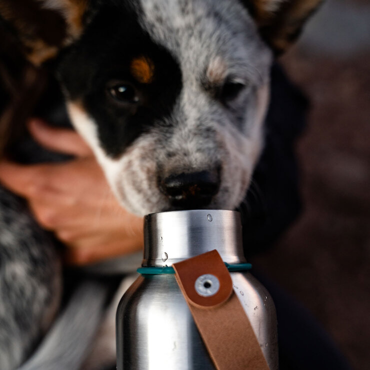 Black + Blum Stainless Steel Lunch Box & Large Insulated Water Bottle Set