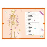 Human Body