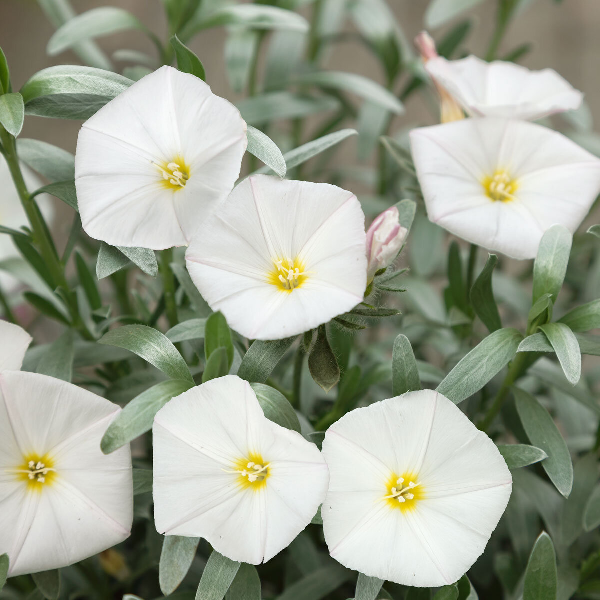 Convolvulus cneorum