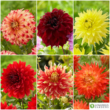 Dahlia Red Yellow Dinnerplate Collection, 18 Bulbs