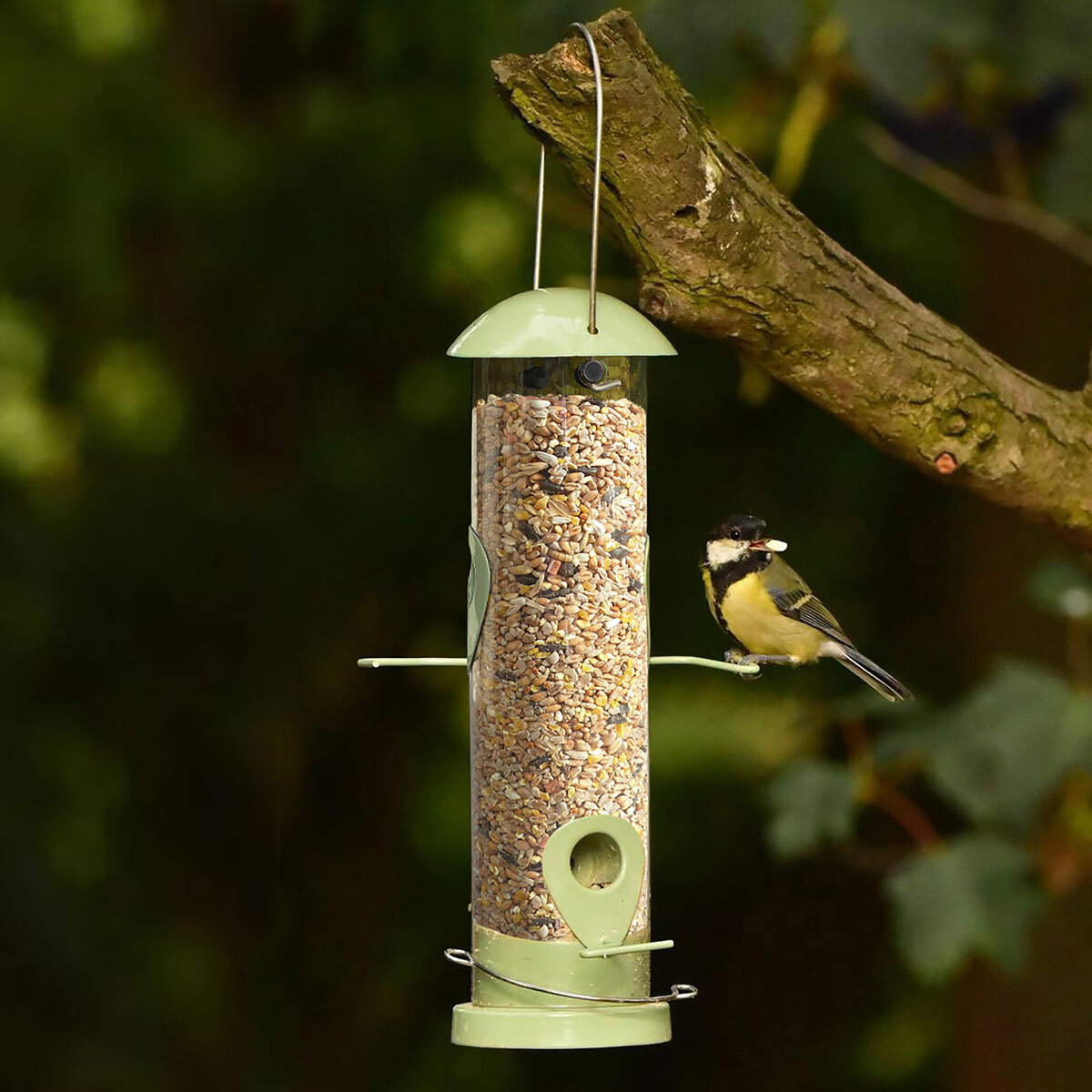 Blue Tit on Bird Feeder