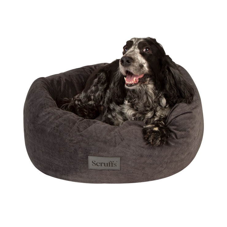 Dog on Grey Bed Dog on Grey Bed