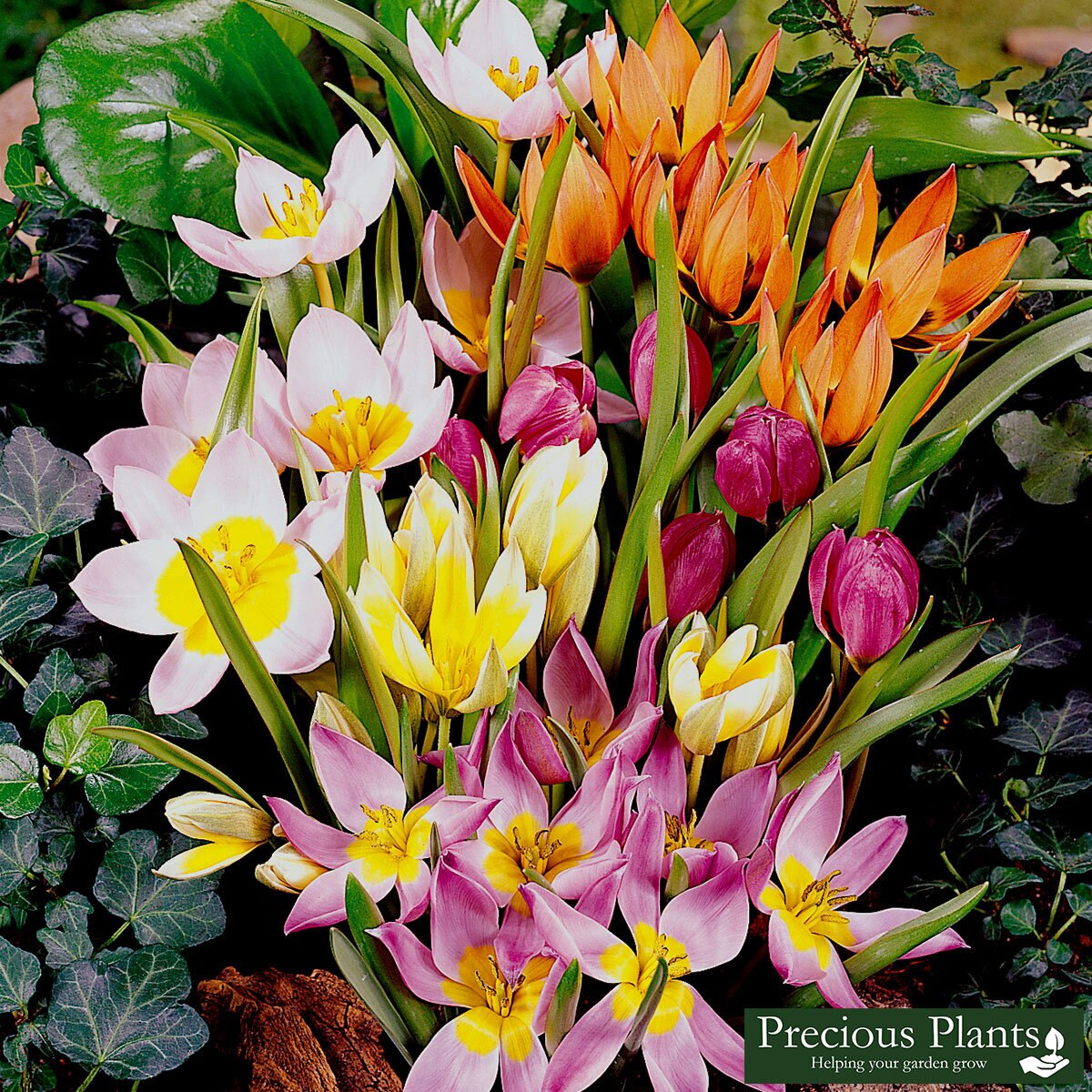 Mixed Tulip Species, 200 Bulbs Costco UK