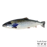 Loch Fyne Fresh Whole Salmon, 3kg 