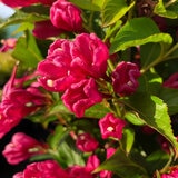 Weigela BIG LOVE